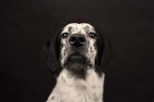 fotografo cani - ilenia costantino fotografa - 30