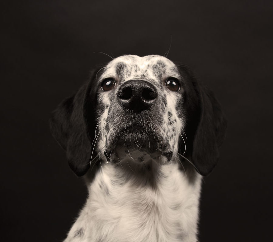 fotografo cani - ilenia costantino fotografa - 30