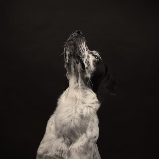 fotografo cani - ilenia costantino fotografa - 31