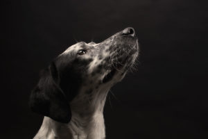 fotografo cani - ilenia costantino fotografa - 32