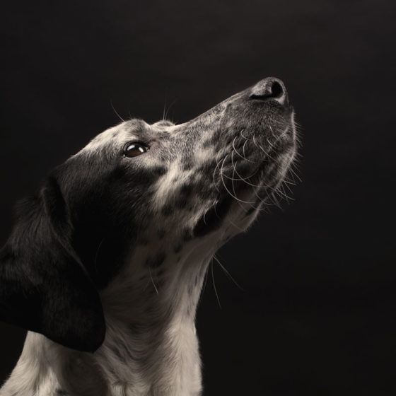fotografo cani - ilenia costantino fotografa - 32