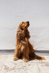 fotografo cani - ilenia costantino fotografa - 50