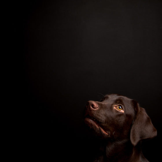 fotografo cani - ilenia costantino fotografa - 72
